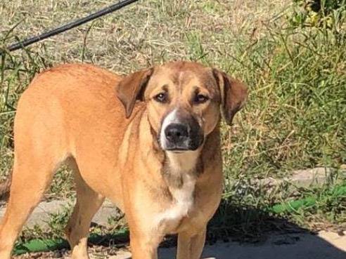 Adozione cane, femmina, meticcio, 2 anni e 9 mesi, taglia media, Crotone