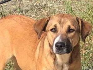 Adotta un cane, femmina, 2 anni e 9 mesi, Crotone