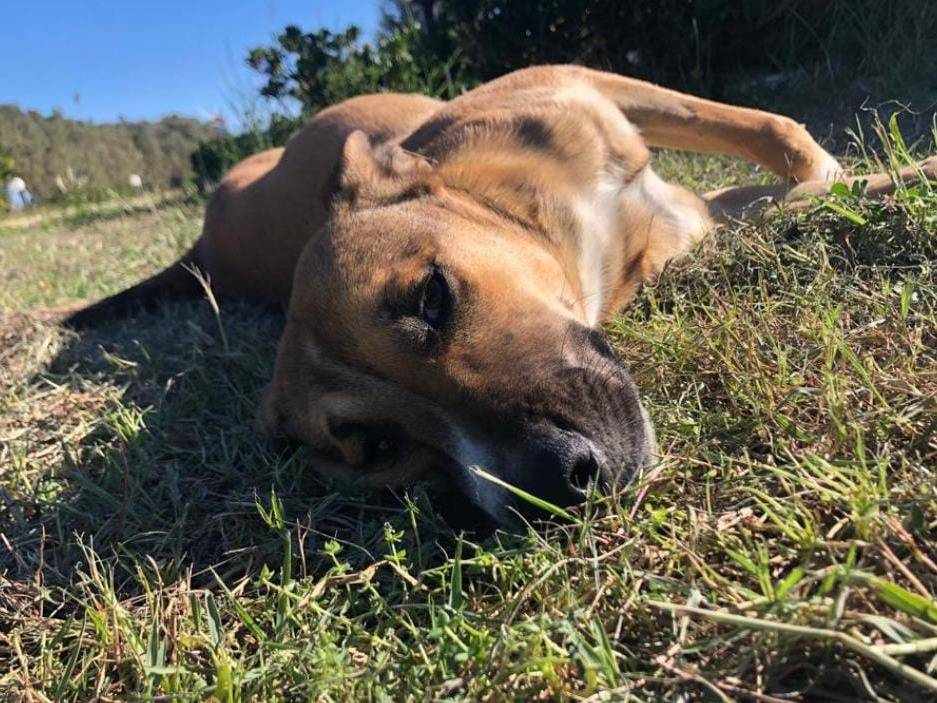 Adotta un cane, taglia media, femmina, Crotone