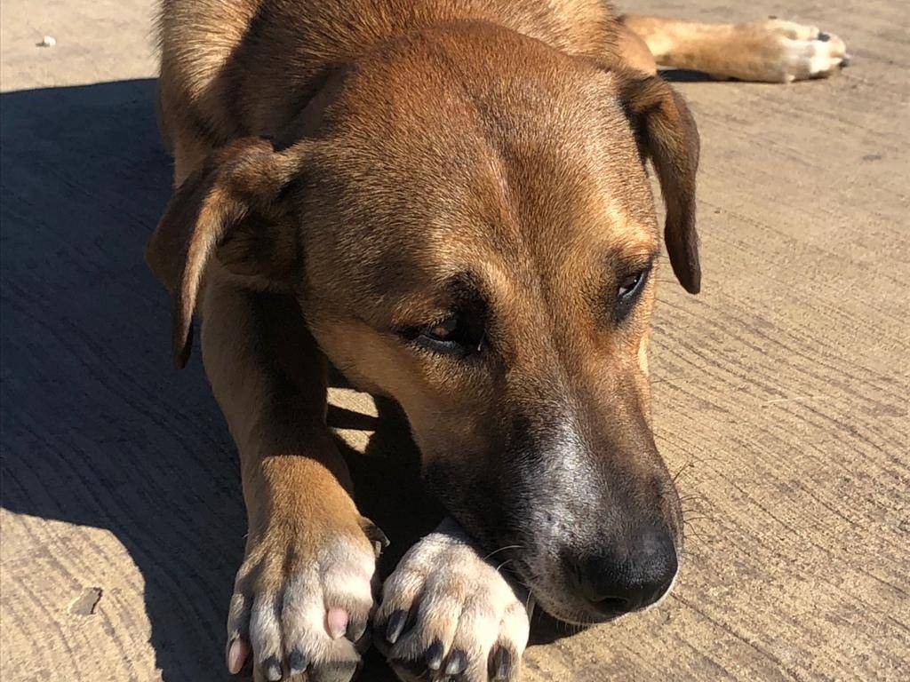 Vuoi adottare un cane a Crotone?