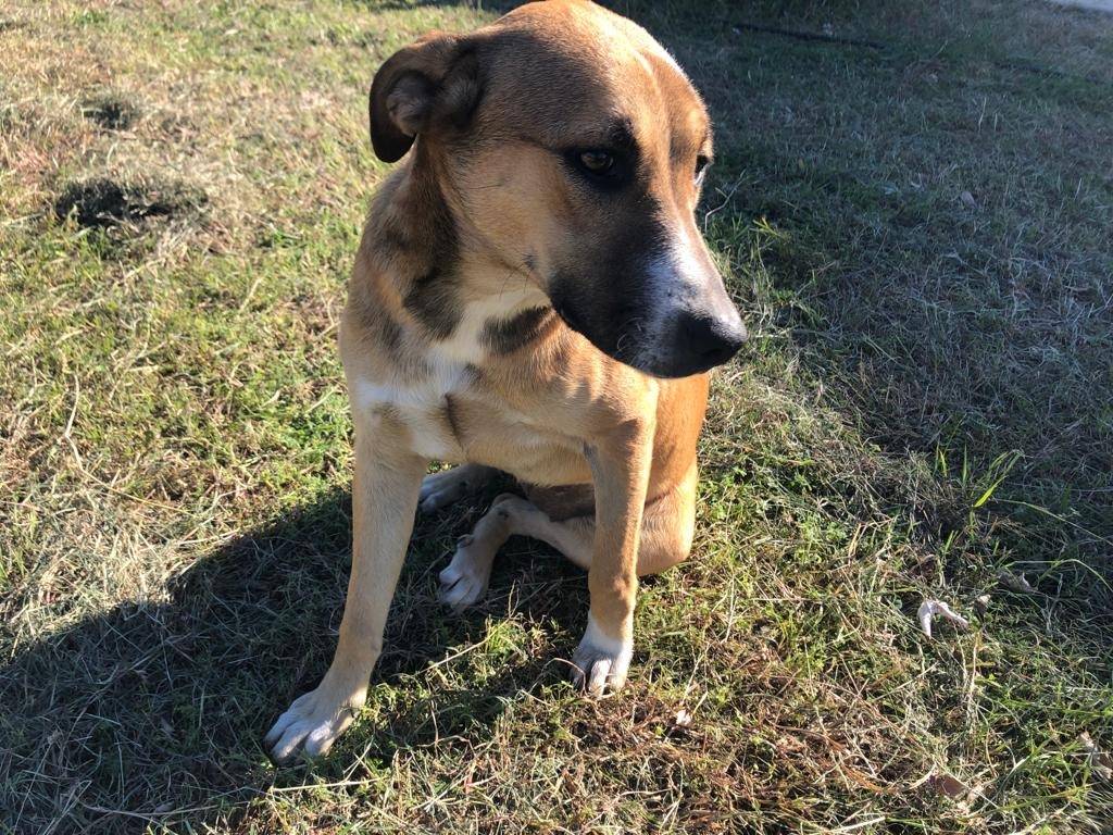 Adotta il cane AFRODITE  a Crotone