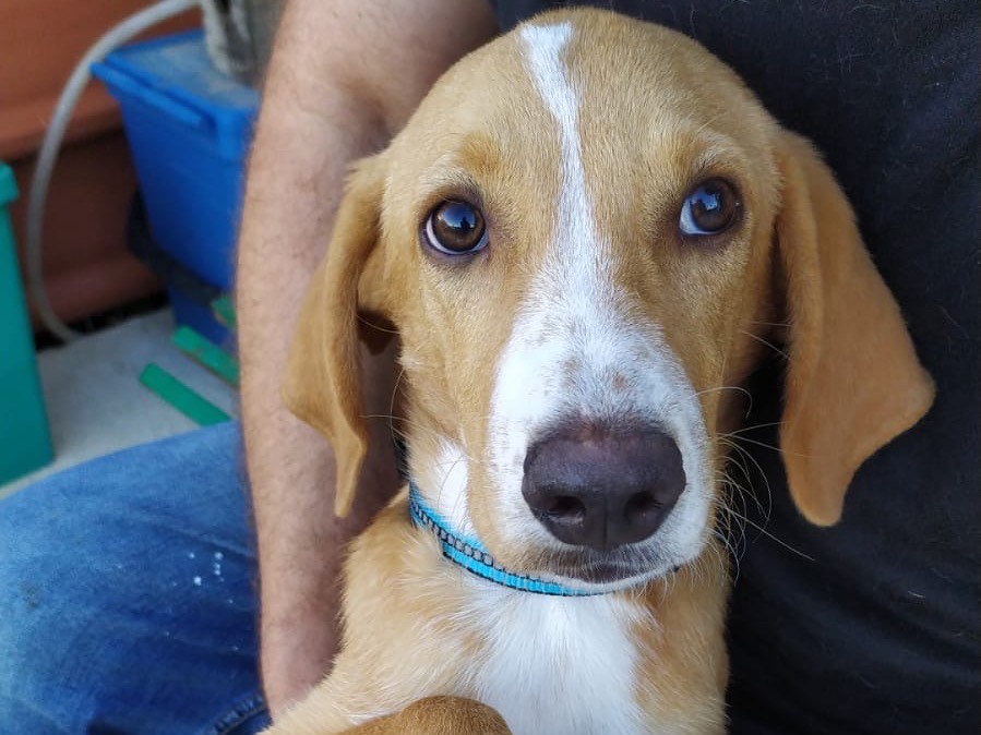 Foto dell'animale
