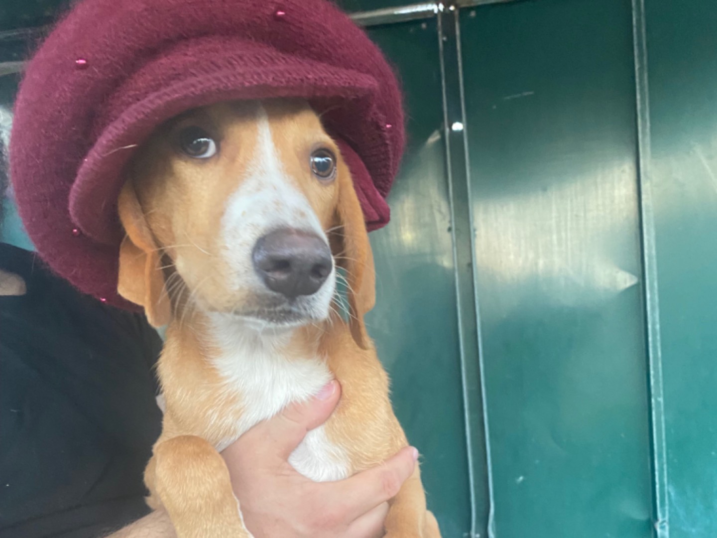 Adotta un cane, femmina, 1 anno e 11 mesi , Trapani