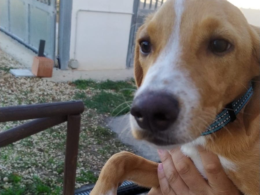 Adotta un cane, taglia media, femmina, Trapani