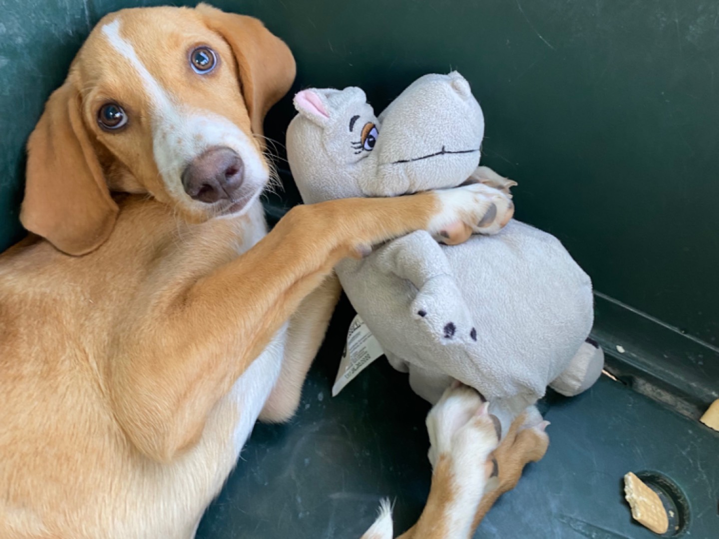 Vuoi adottare un cane a Trapani?