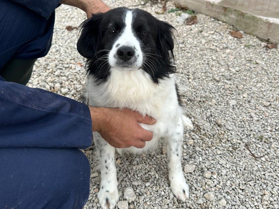 Adotta un cane, maschio, 9 anni  e 11 mesi , Salerno