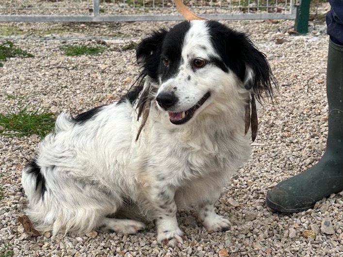 Adotta un cane, maschio, 1 anno e 11 mesi , Salerno
