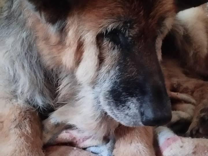 Foto dell'animale