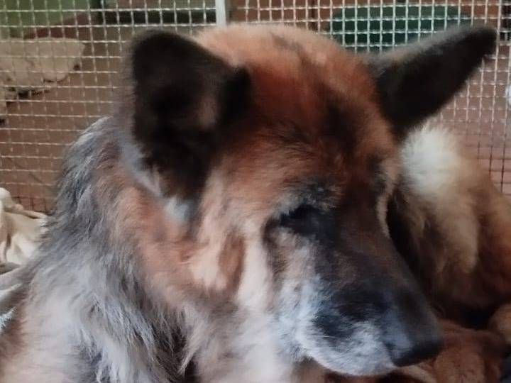Adotta un cane, femmina, 14 anni  e 5 mesi , Salerno
