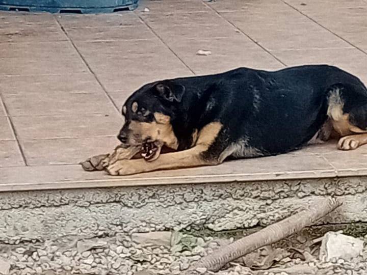 Adotta un cane, maschio, 7 anni  e 1 mese, Salerno