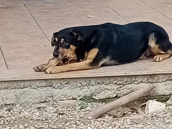 Foto dell'animale