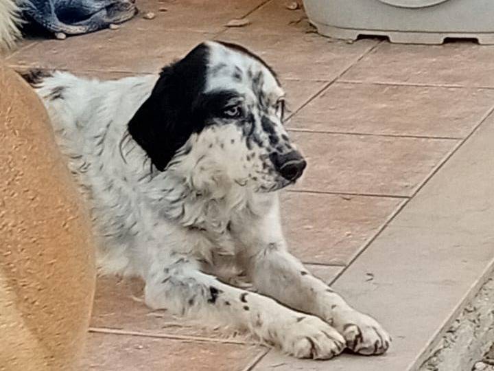 Adotta un cane, femmina, 7 anni  e 8 mesi , Salerno