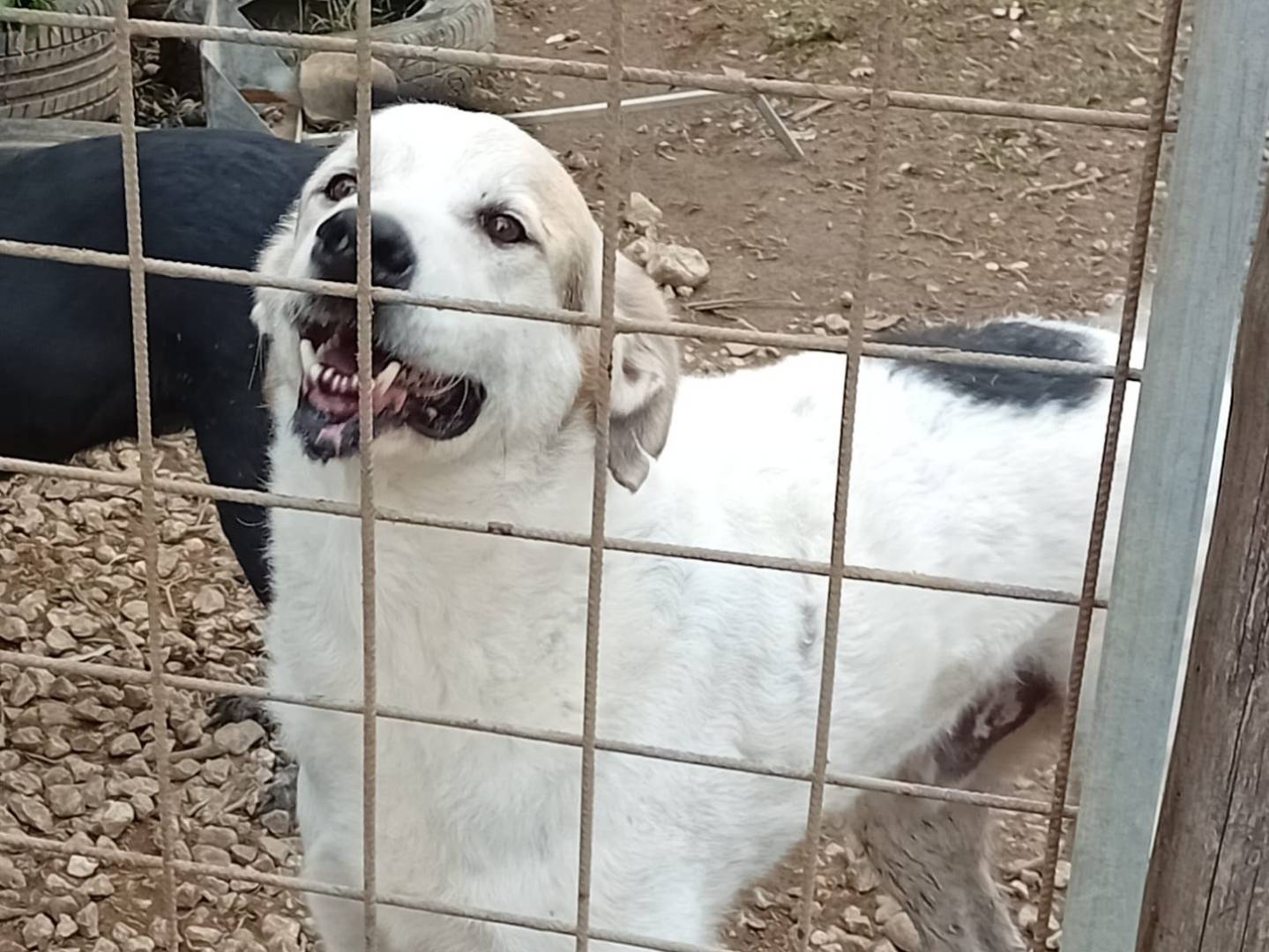 Foto dell'animale