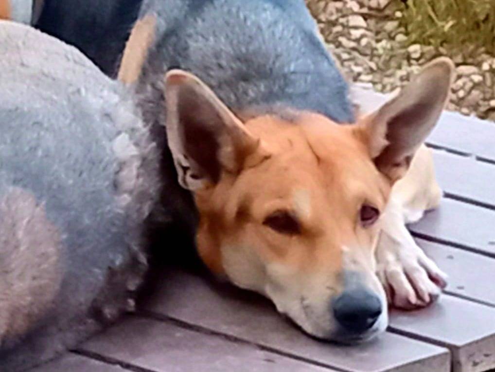 Adotta un cane, maschio, 5 anni  e 3 mesi , Salerno