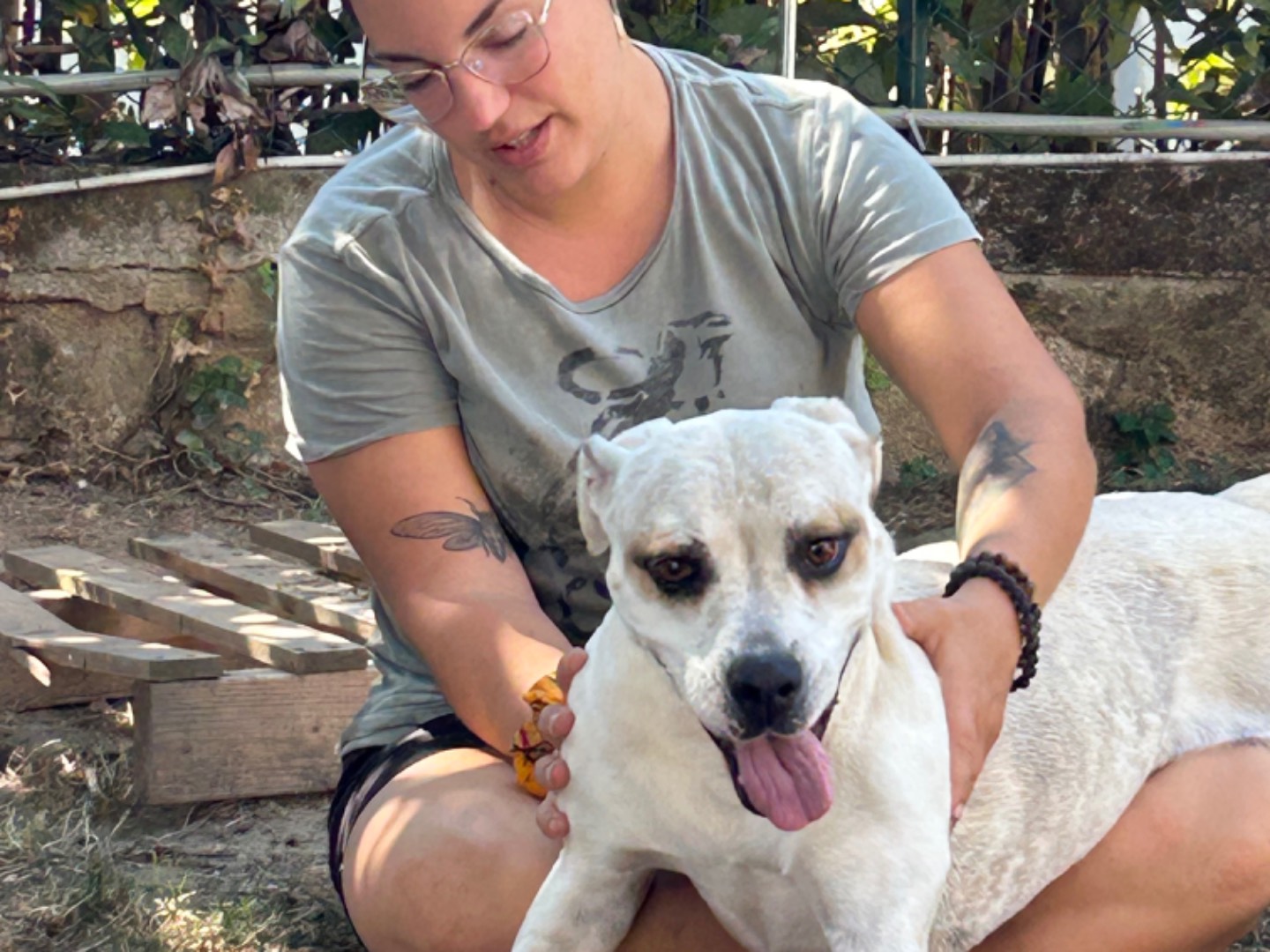 Adotta un cane, femmina, 7 anni  e 11 mesi , Pisa