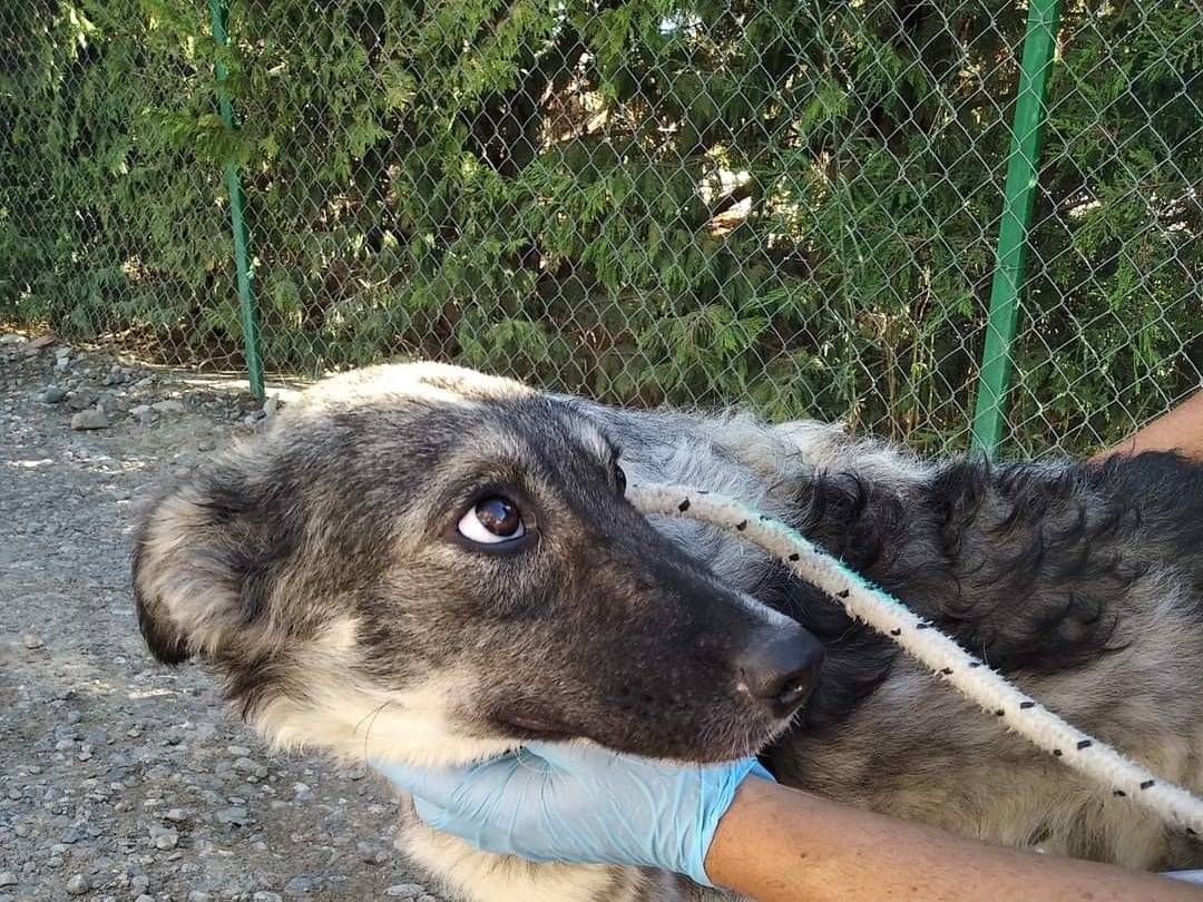Adotta un cane, maschio, 5 anni  e 4 mesi , Crotone