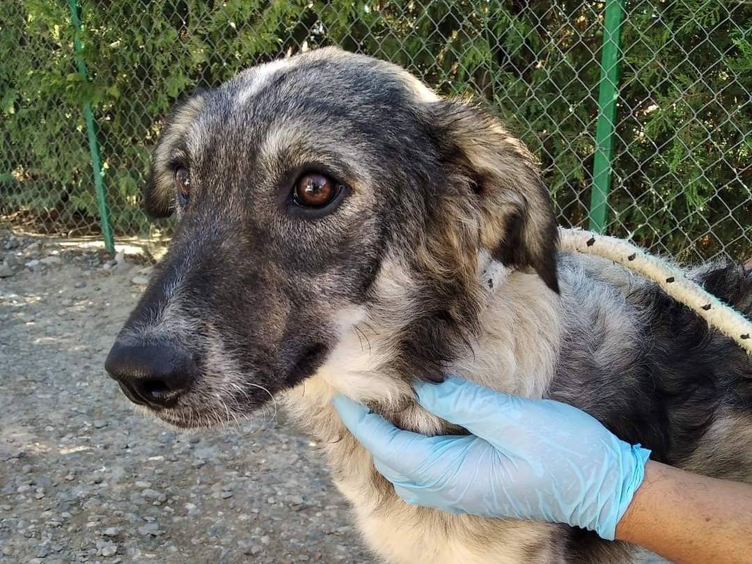 Adotta un cane, taglia media, maschio, Crotone
