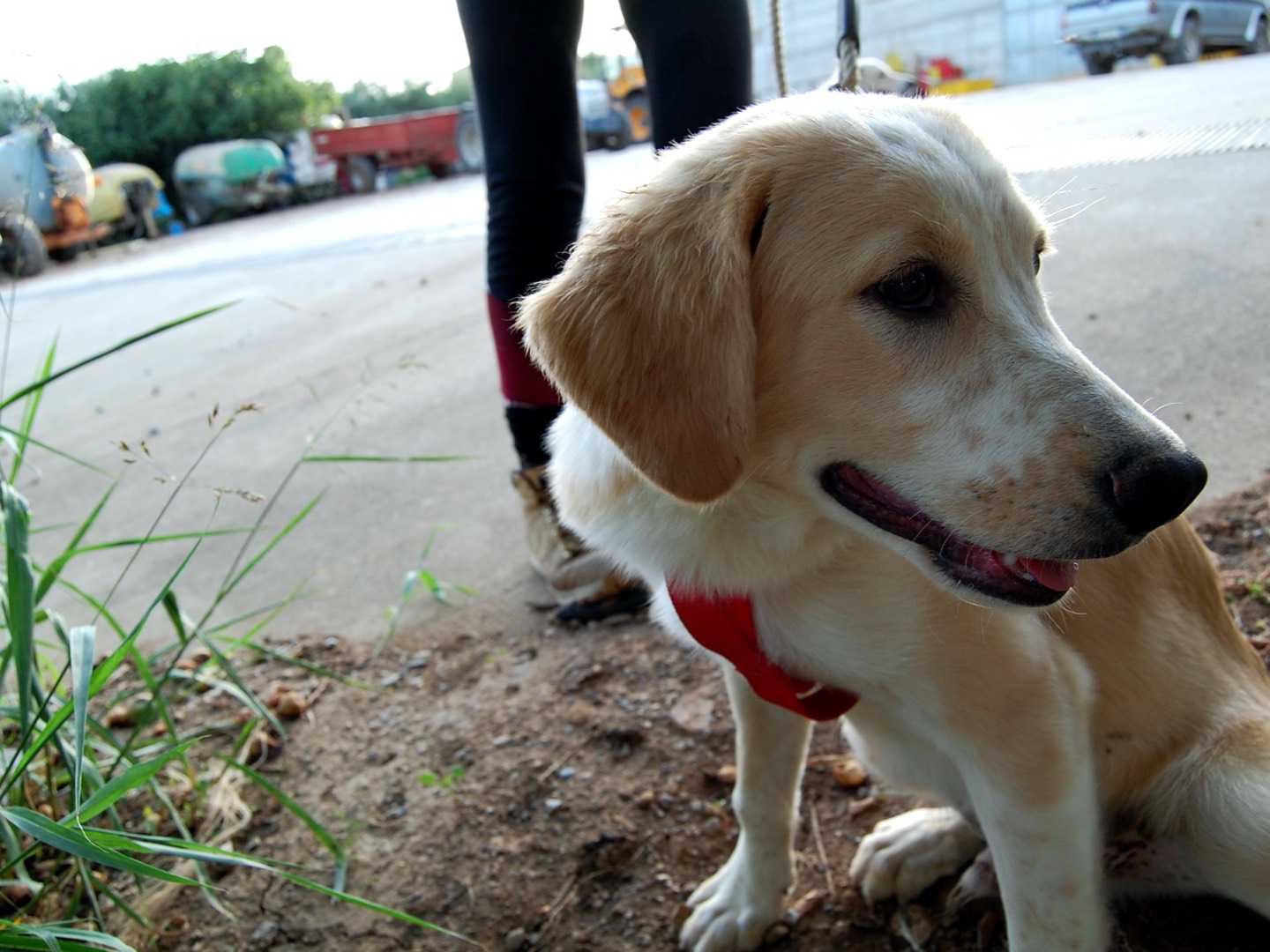 Adotta un cane, maschio, 5 anni  e 3 mesi , Cosenza