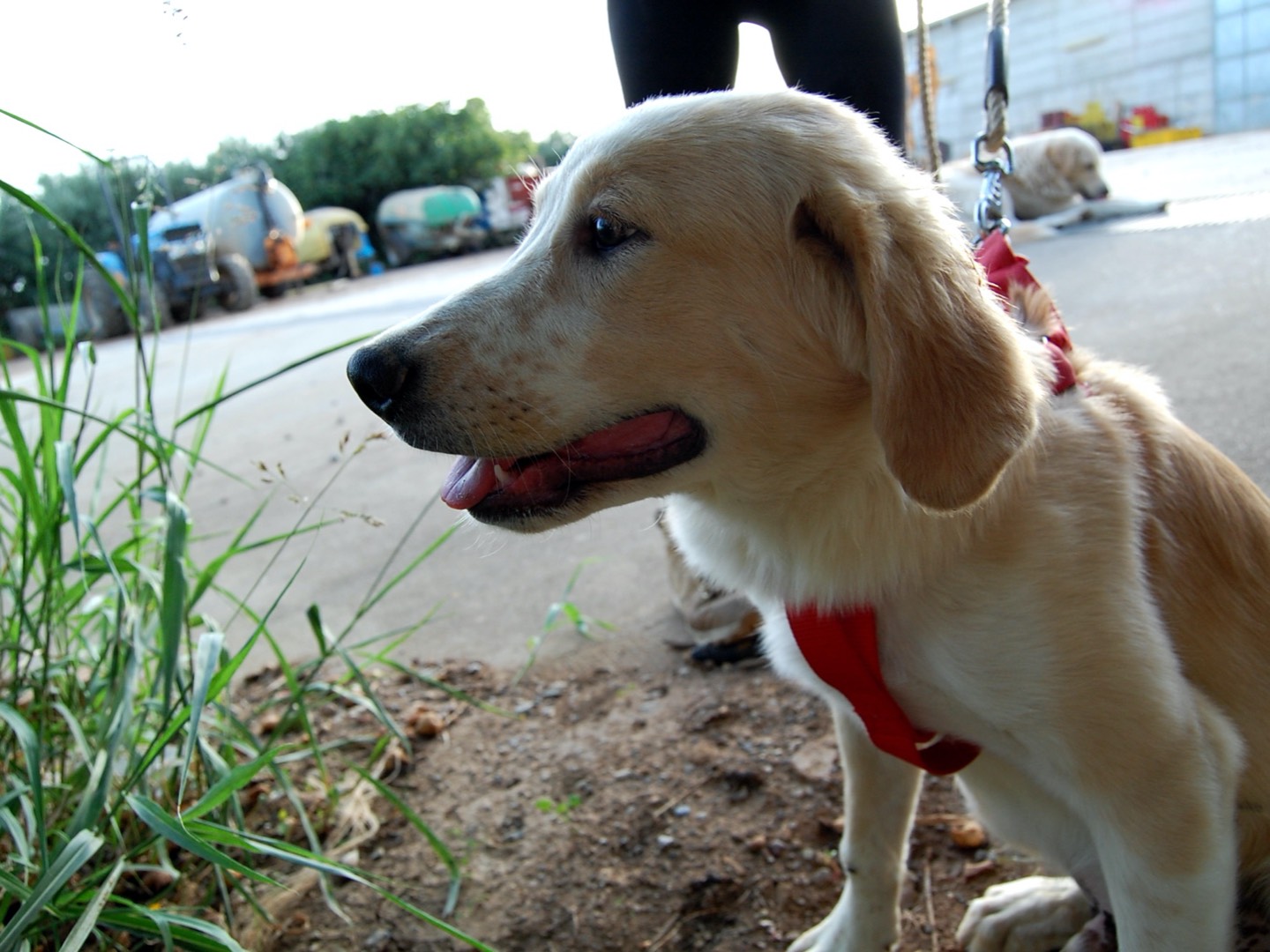 Adotta un cane, taglia grande, maschio, Cosenza