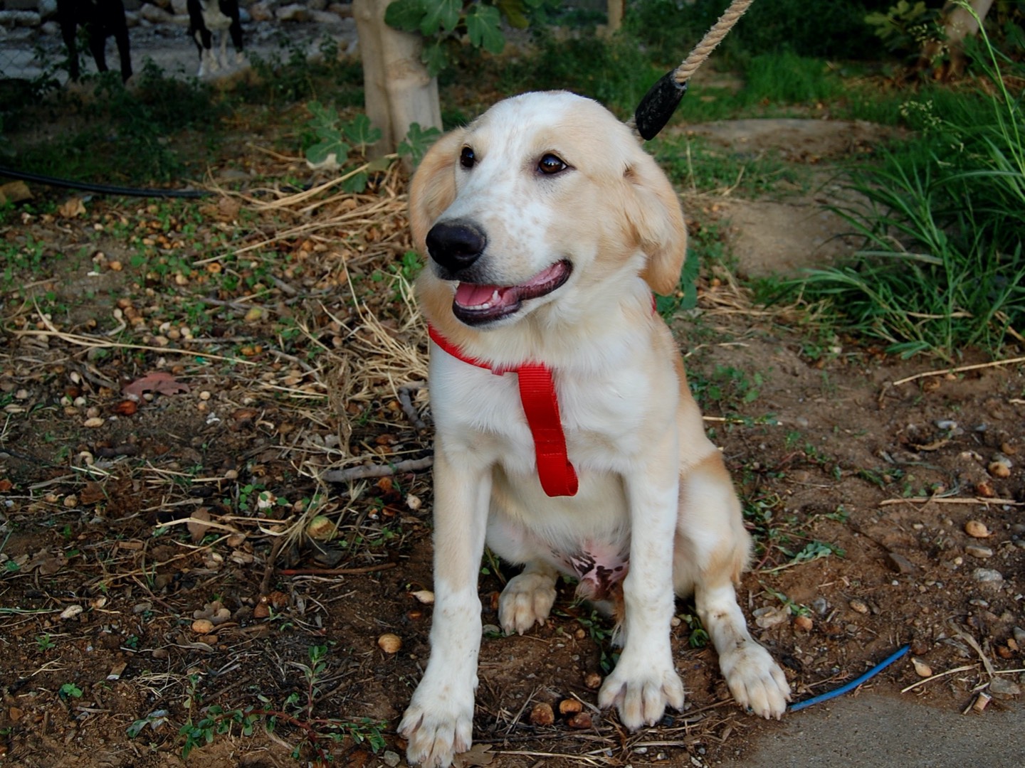 Vuoi adottare un cane a Cosenza?