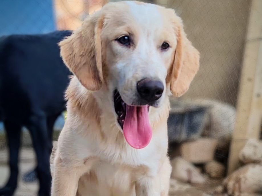 Adotta il cane CREMINO a Cosenza
