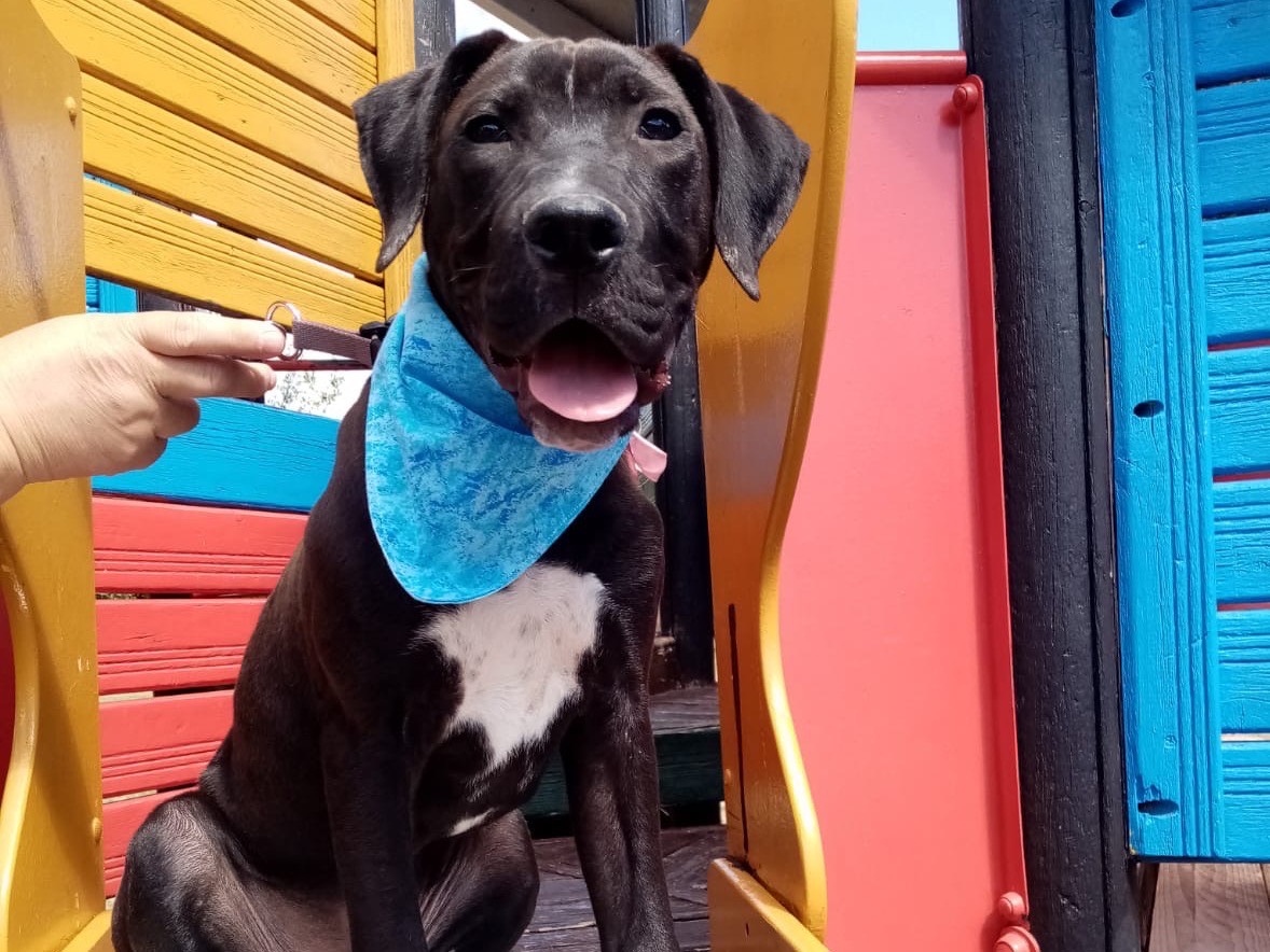 Adozione cane, maschio, Corso, 2 anni  e 1 mese, taglia grande, Siracusa