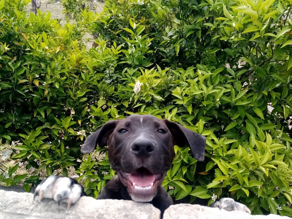 Adotta un cane, taglia grande, maschio, Siracusa