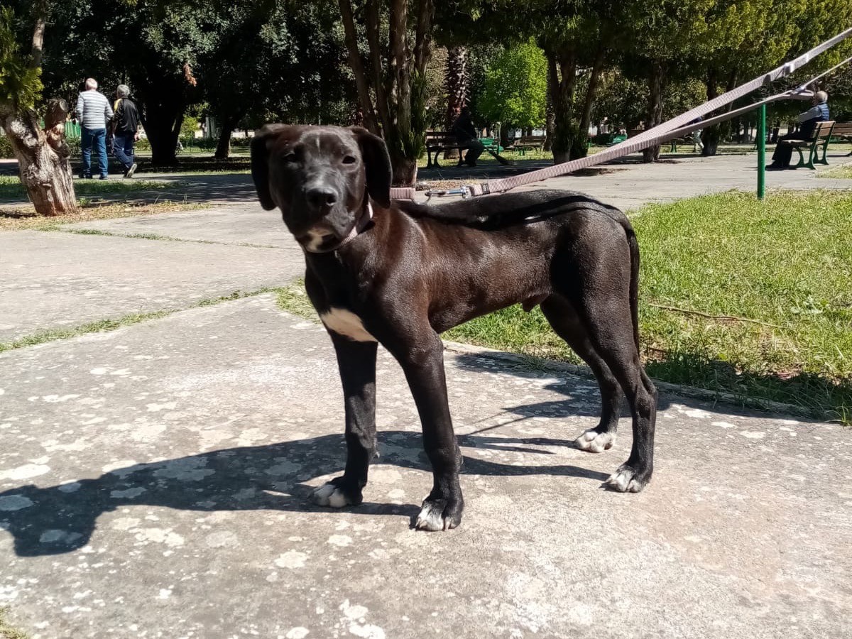 Vuoi adottare un cane a Siracusa?