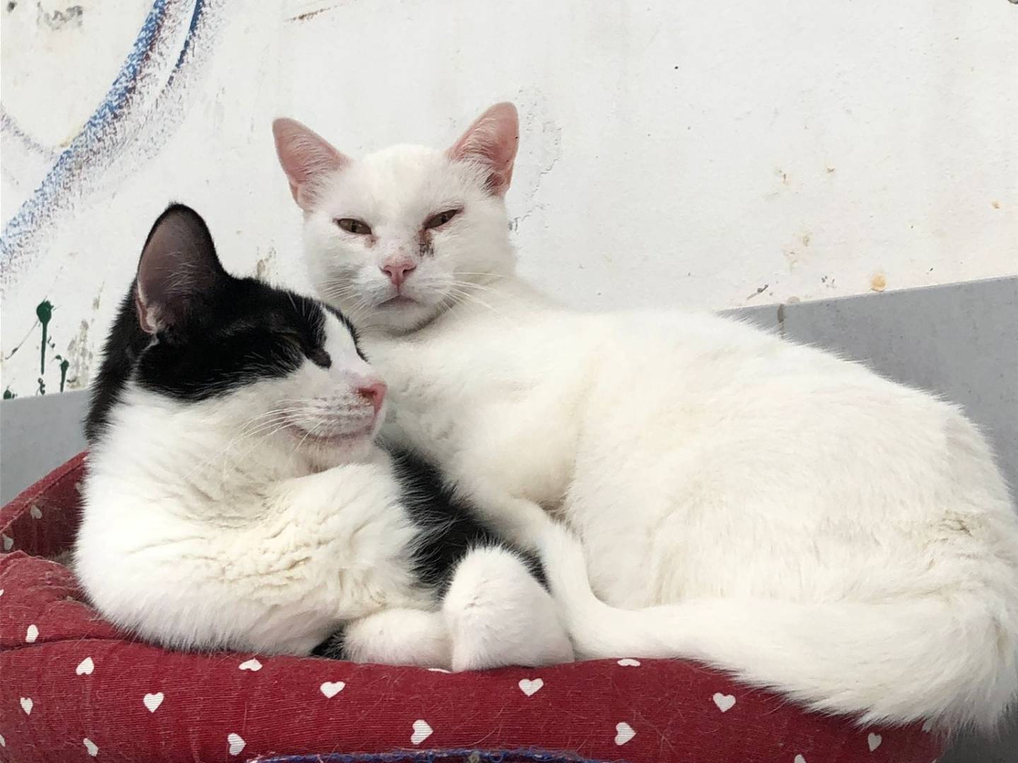 Adotta un gatto, femmina, 2 anni  e 8 mesi , Milano