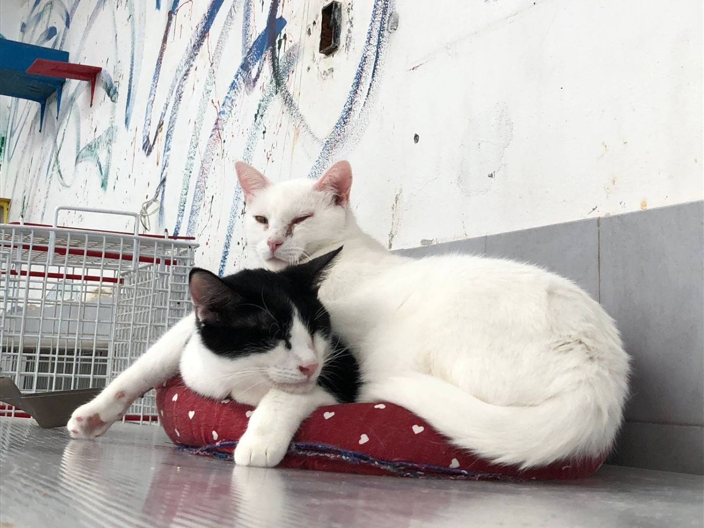 Adotta un gatto, taglia non valida, femmina, Milano