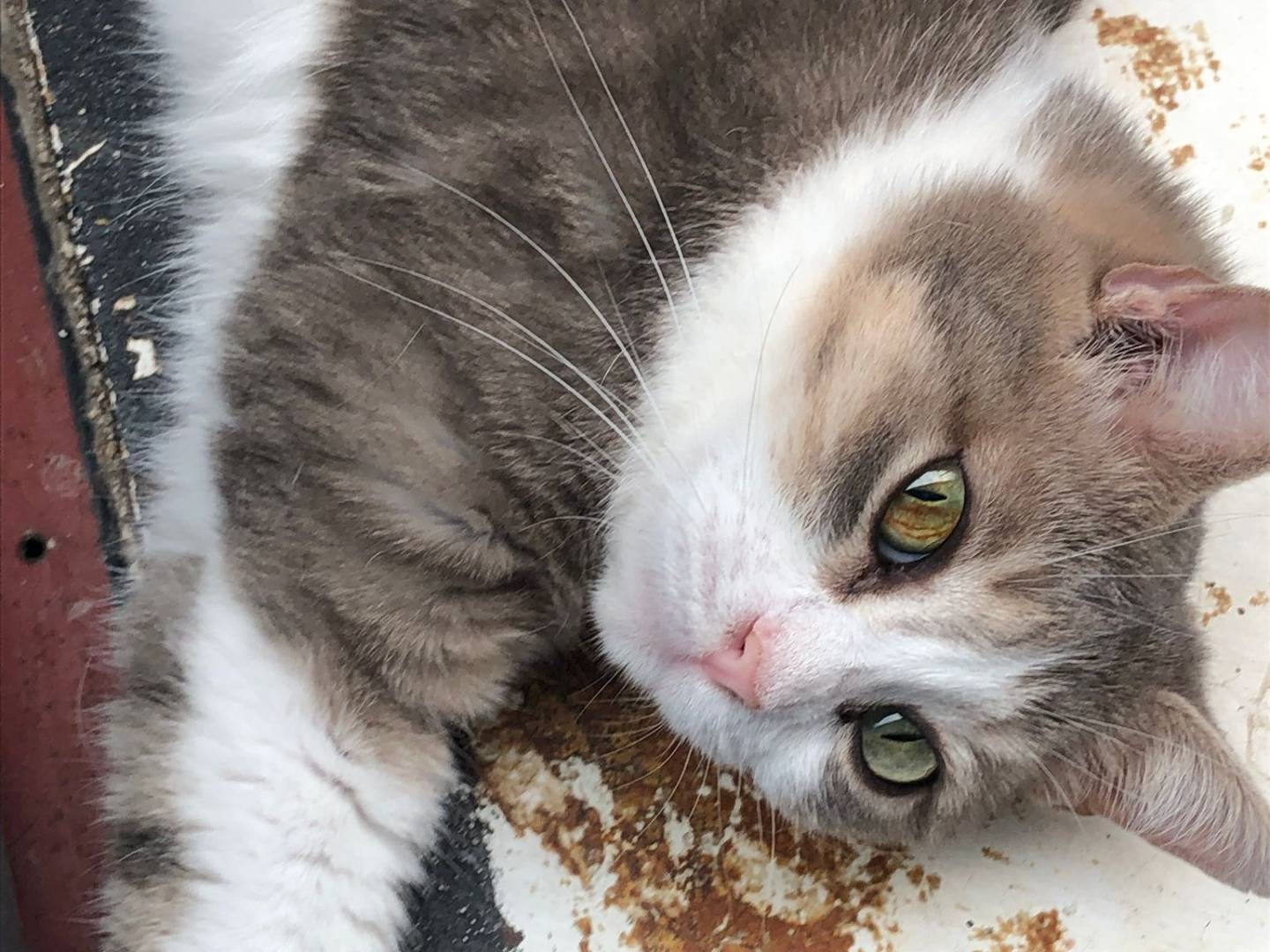 Adotta un gatto, taglia non valida, femmina, Milano