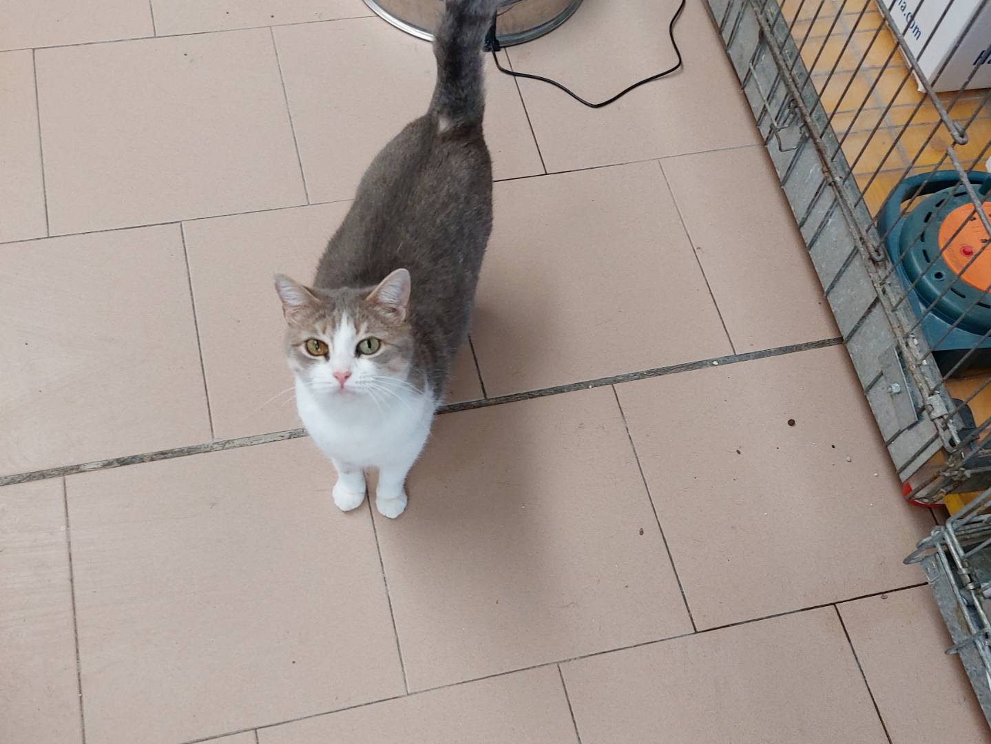 Vuoi adottare un gatto a Milano?