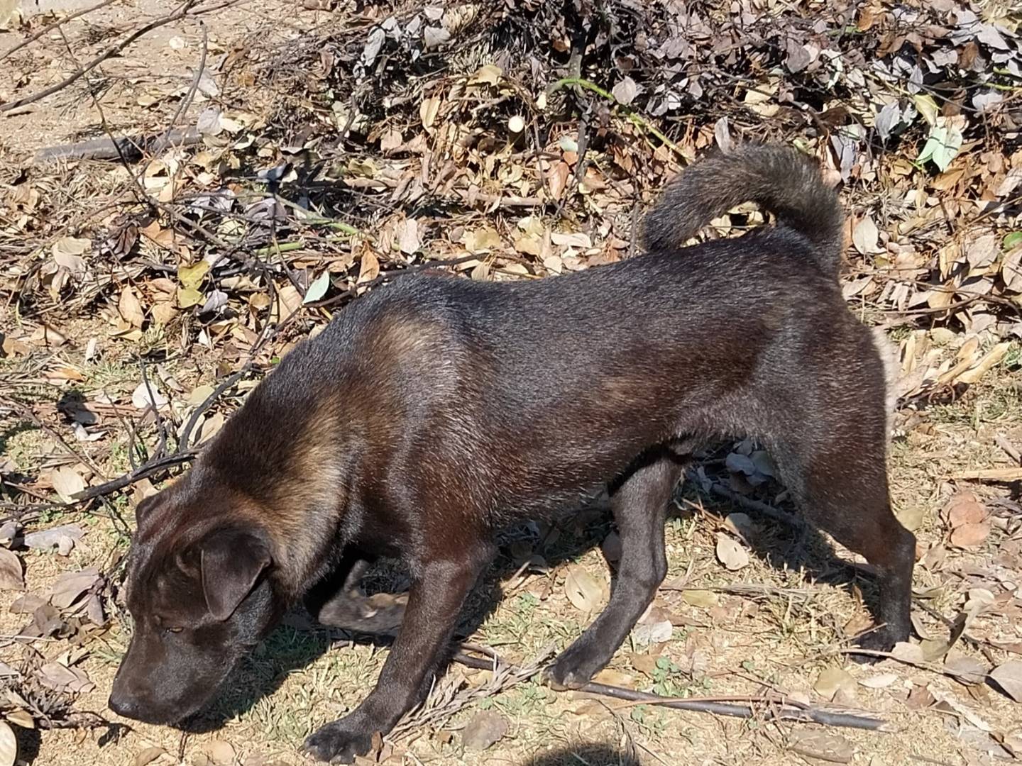 Adotta un cane, maschio, 3 anni e 2 mesi, Napoli