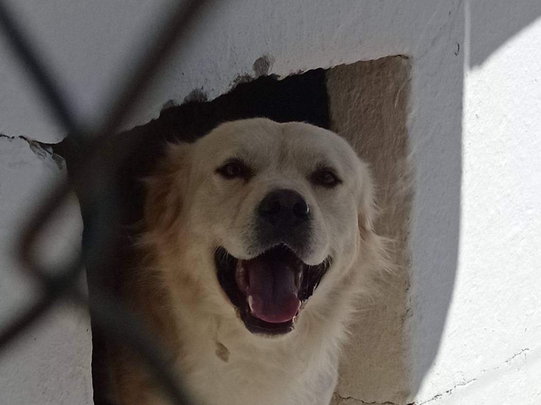 Foto dell'animale