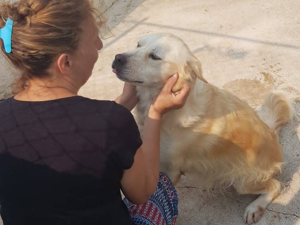 Adotta un cane, taglia grande, maschio, Crotone