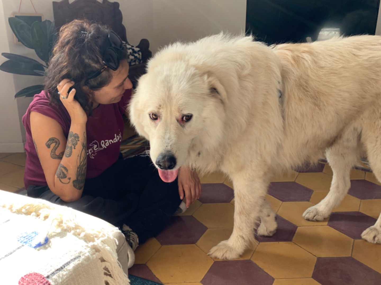 Adotta un cane, maschio, 8 anni  e 10 mesi , Pisa