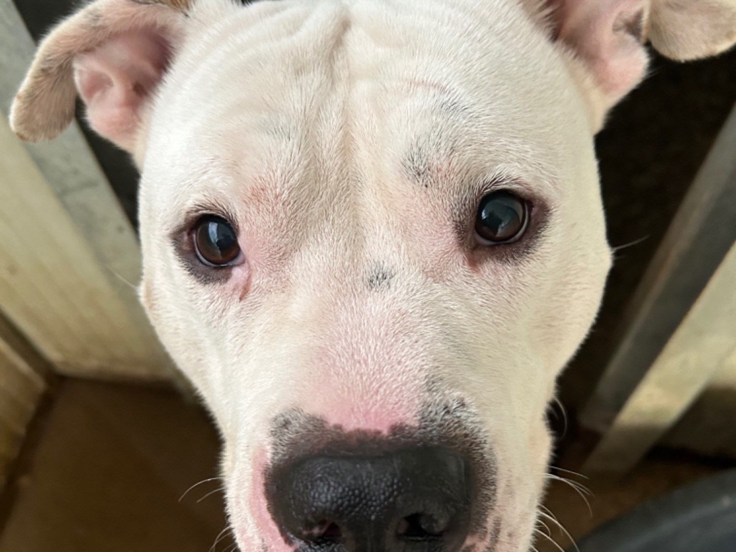 Adotta un cane, taglia grande, maschio, Pisa