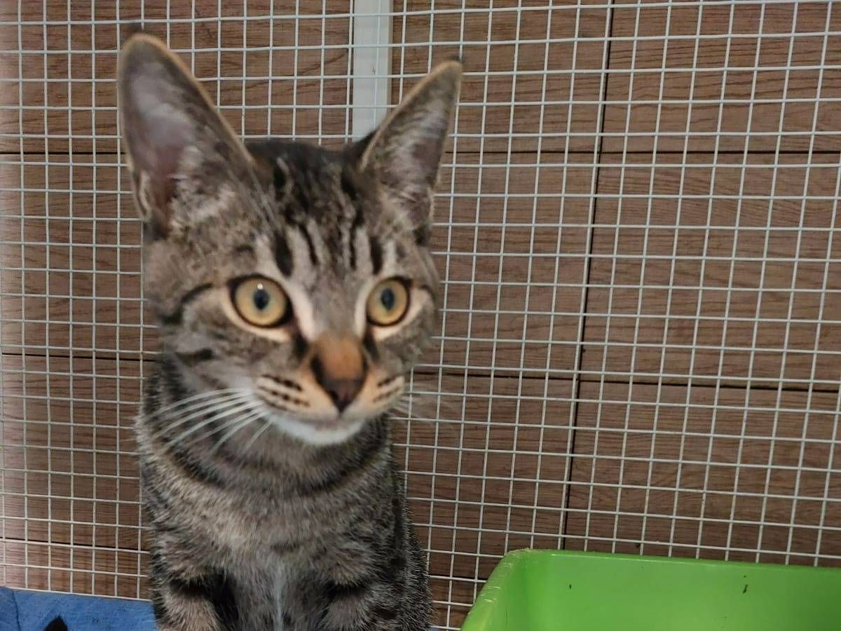 Adotta un gatto, maschio, 1 anno e 10 mesi , Milano