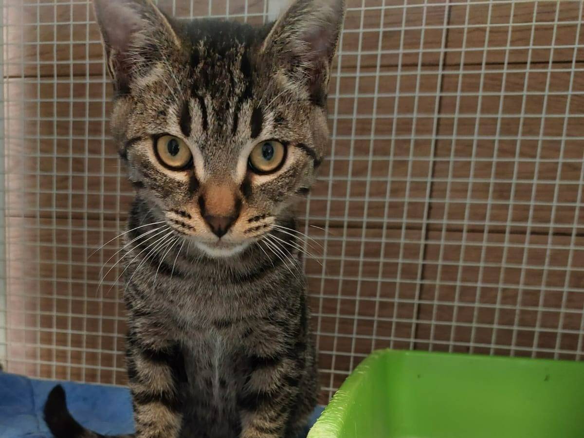 Adotta un gatto, taglia non valida, maschio, Milano
