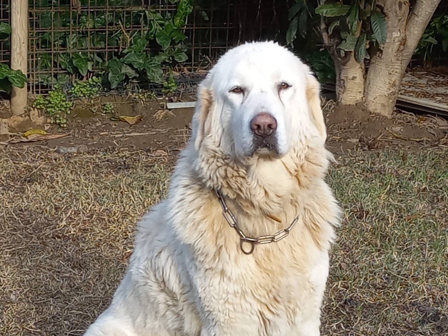 Foto dell'animale