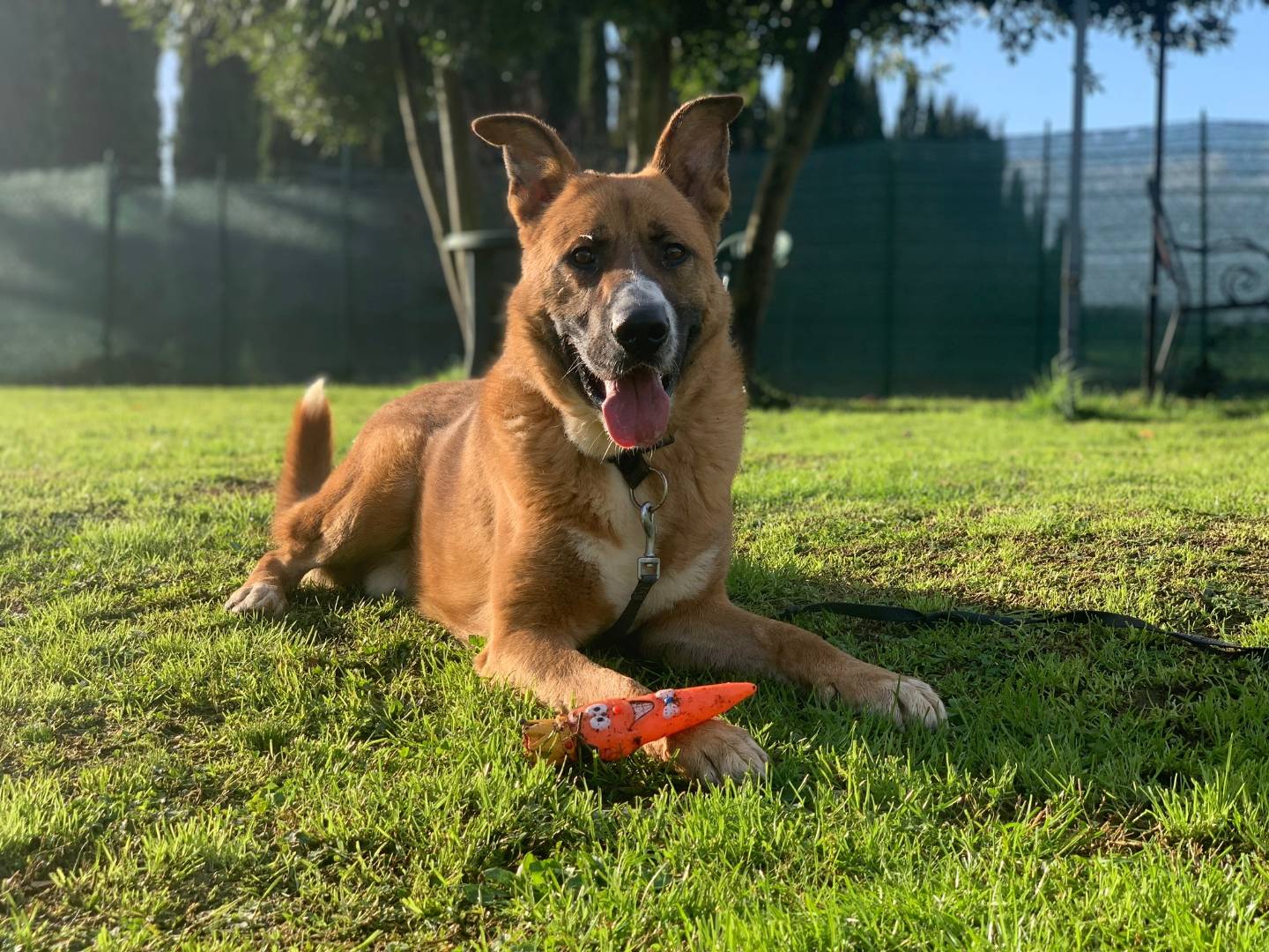 Adotta un cane, maschio, 3 anni  e 8 mesi , Pisa