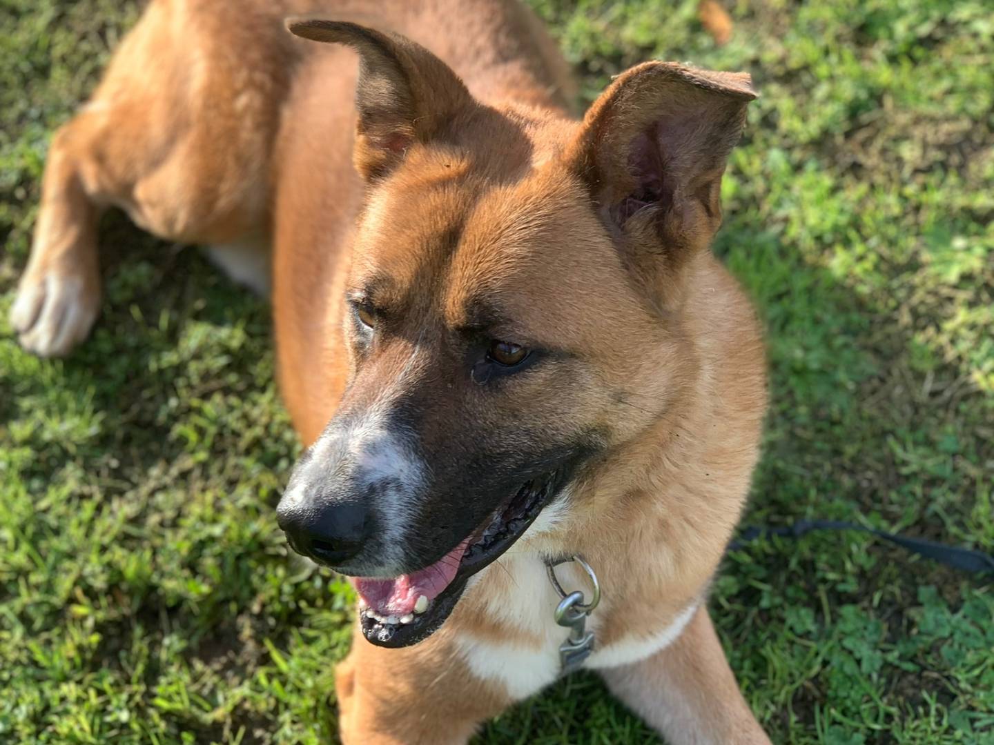 Adotta un cane, taglia grande, maschio, Pisa
