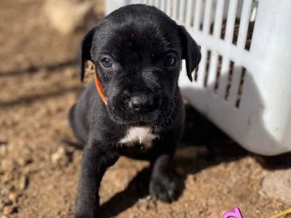 Adozione cane, femmina, meticcio, 1 anno e 11 mesi, taglia piccola, Siracusa