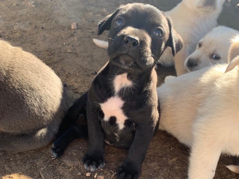 Adotta un cane, femmina, 1 anno e 11 mesi, Siracusa