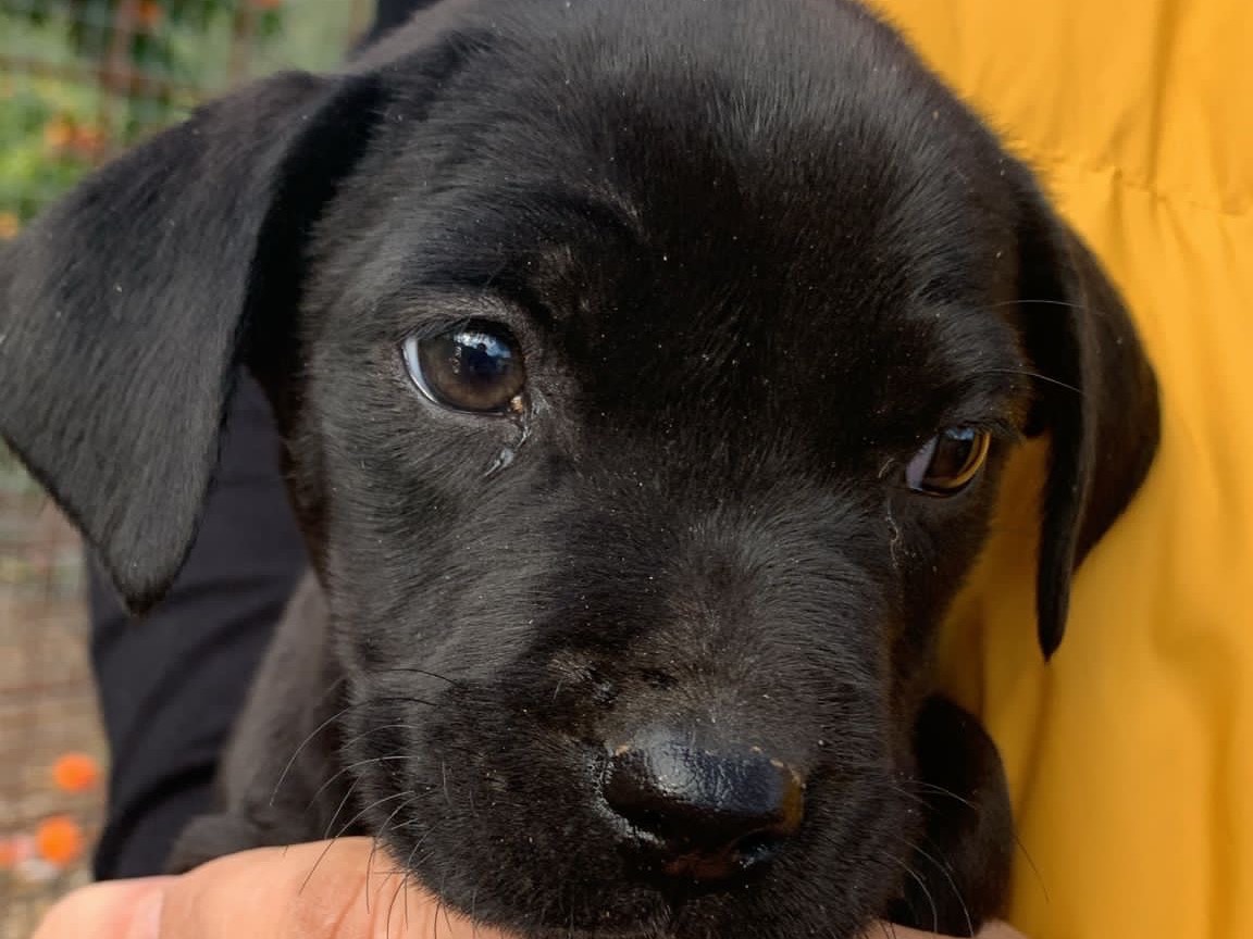 Adotta un cane, taglia piccola, femmina, Siracusa