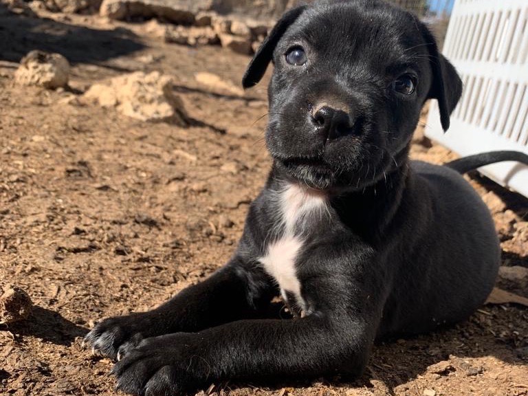 Adotta il cane Gemma a Siracusa