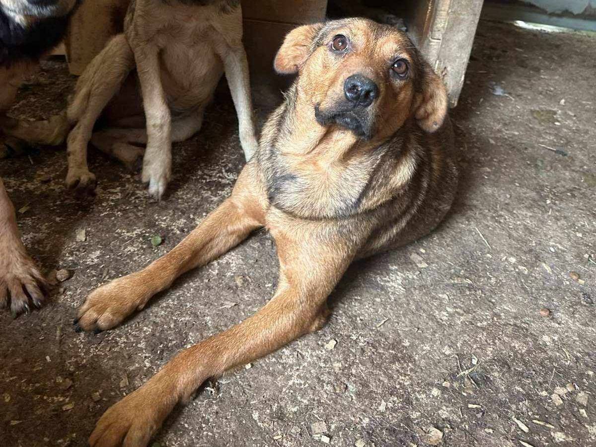 Adotta il cane MISS ZAMPETTA a Firenze