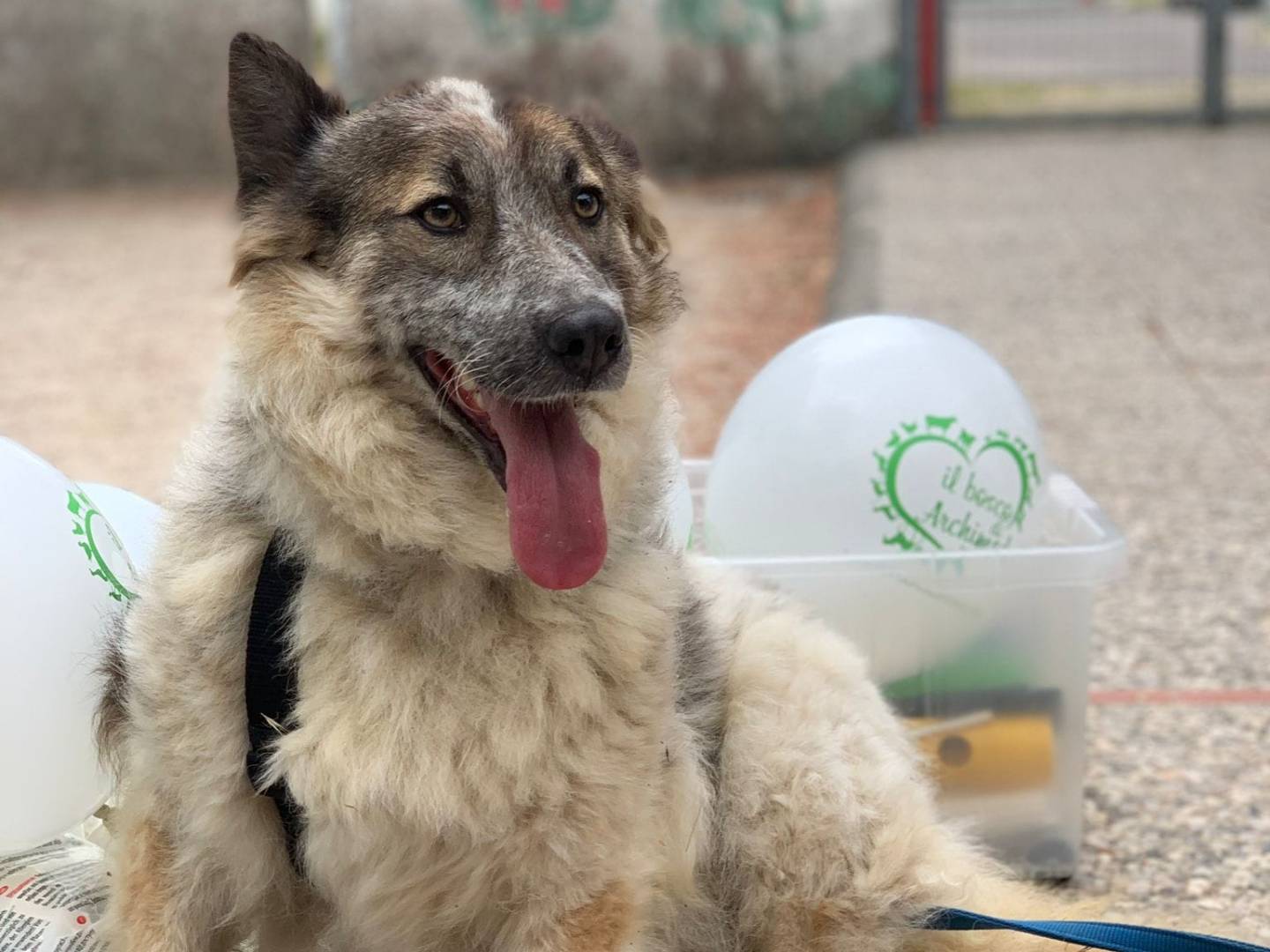 Adotta un cane, femmina, 6 anni  e 11 mesi , Pisa