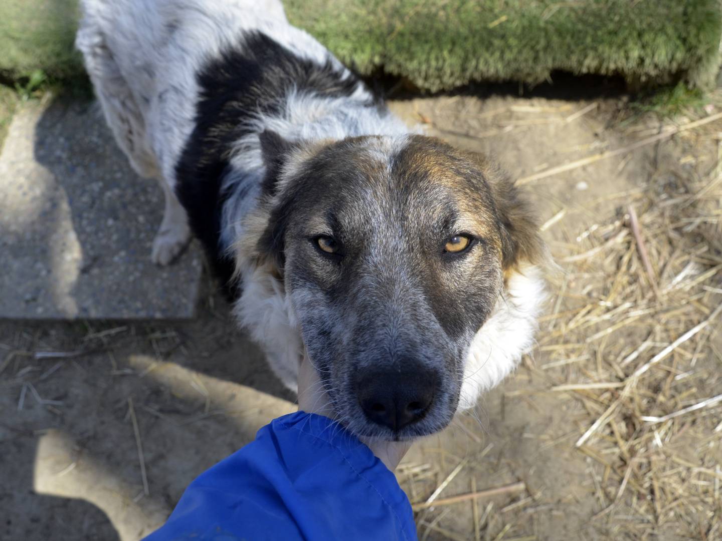 Vuoi adottare un cane a Pisa?