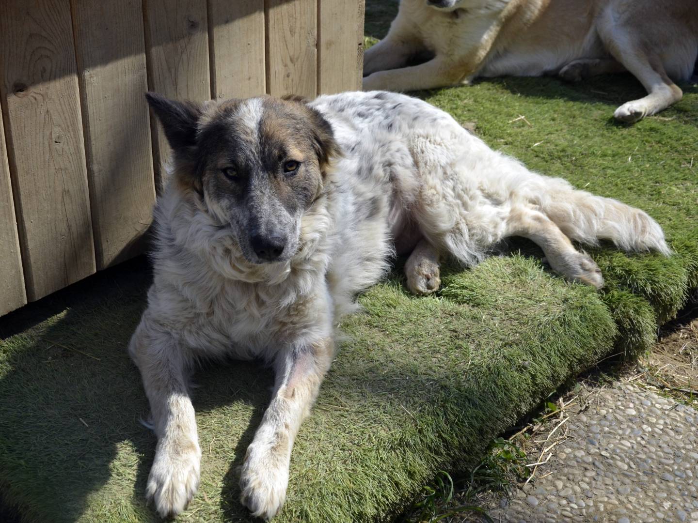 Adotta il cane Giulietta a Pisa